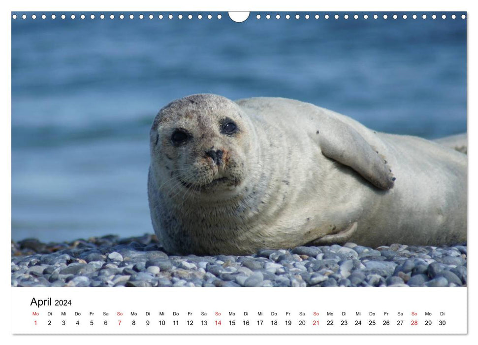 The life of seals (CALVENDO wall calendar 2024) 