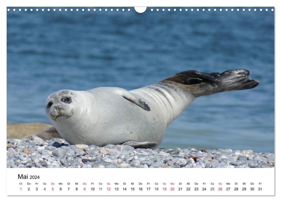 Das Leben der Robben (CALVENDO Wandkalender 2024)