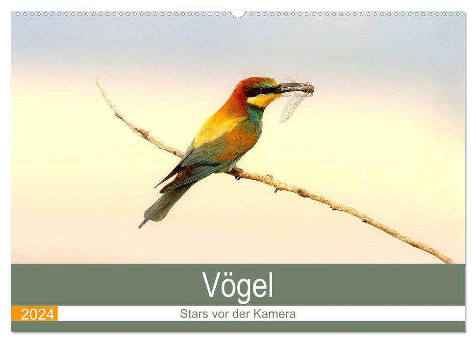 Vögel Stars vor der Kamera (CALVENDO Wandkalender 2024)