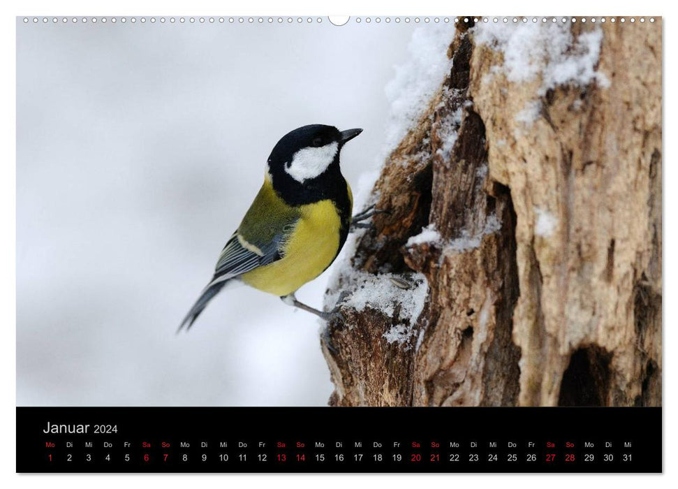 Vögel Stars vor der Kamera (CALVENDO Wandkalender 2024)