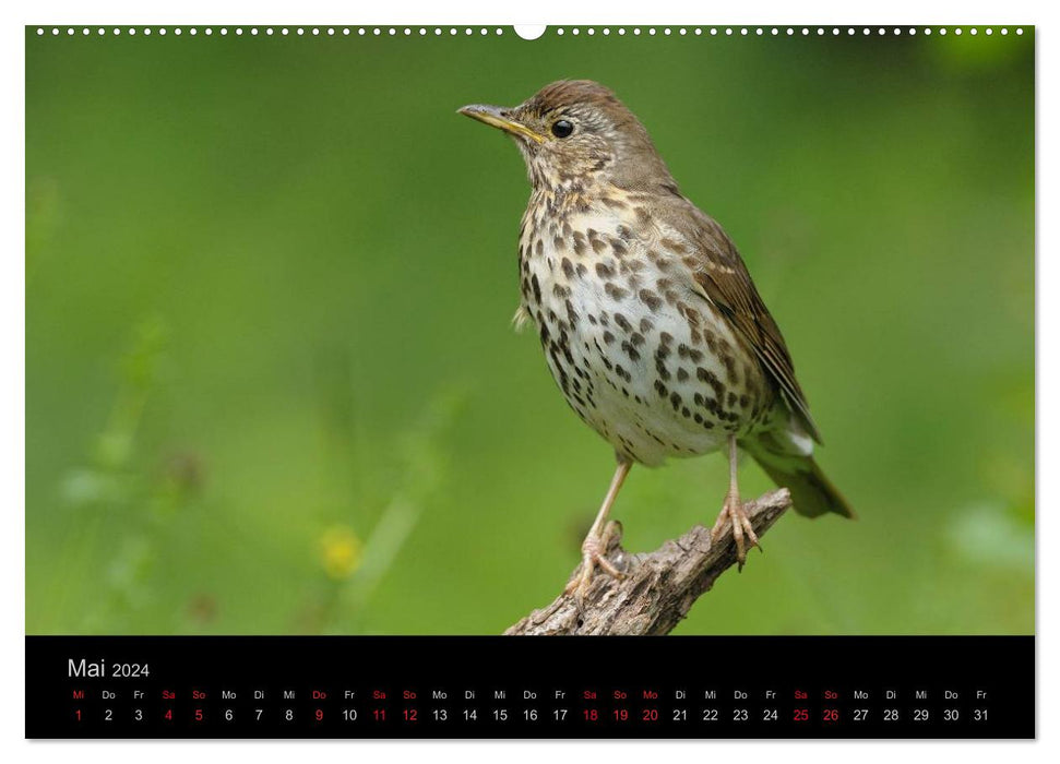 Vögel Stars vor der Kamera (CALVENDO Wandkalender 2024)