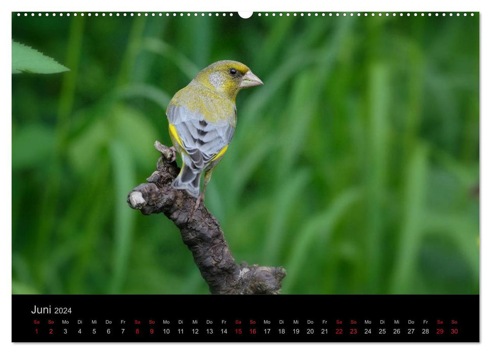 Vögel Stars vor der Kamera (CALVENDO Wandkalender 2024)