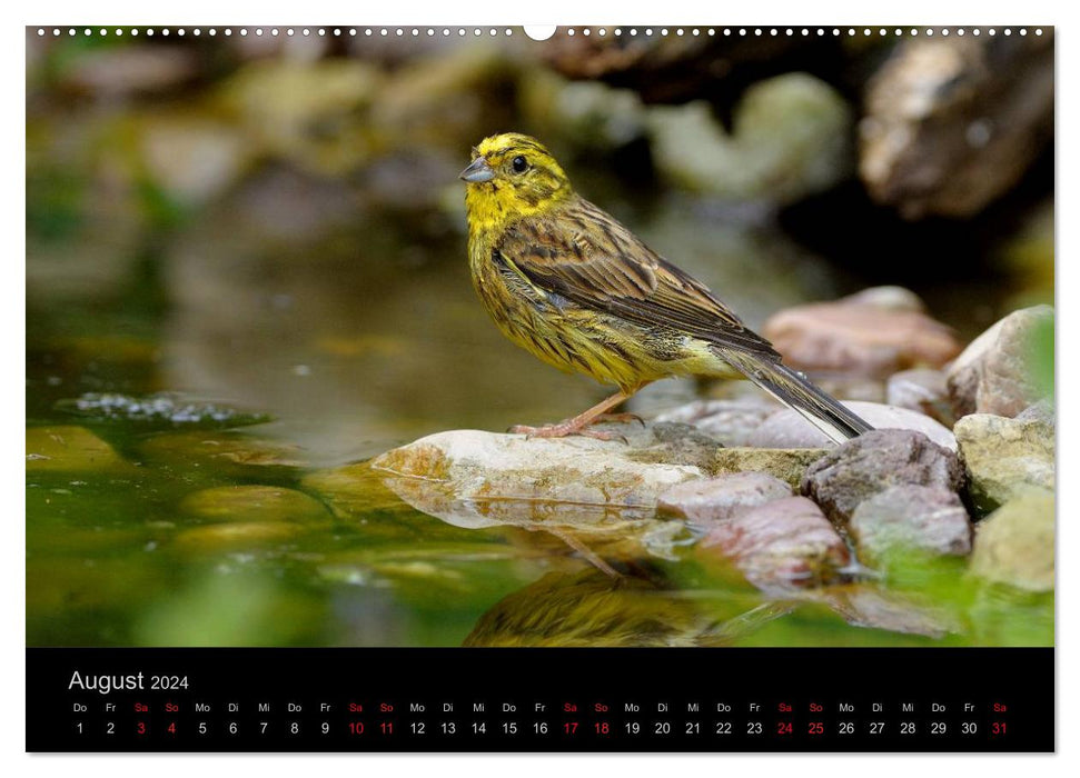 Vögel Stars vor der Kamera (CALVENDO Wandkalender 2024)