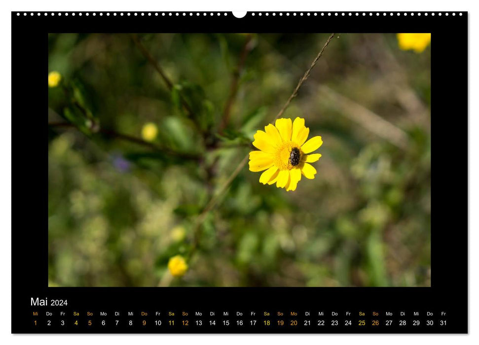 Blumen (CALVENDO Premium Wandkalender 2024)