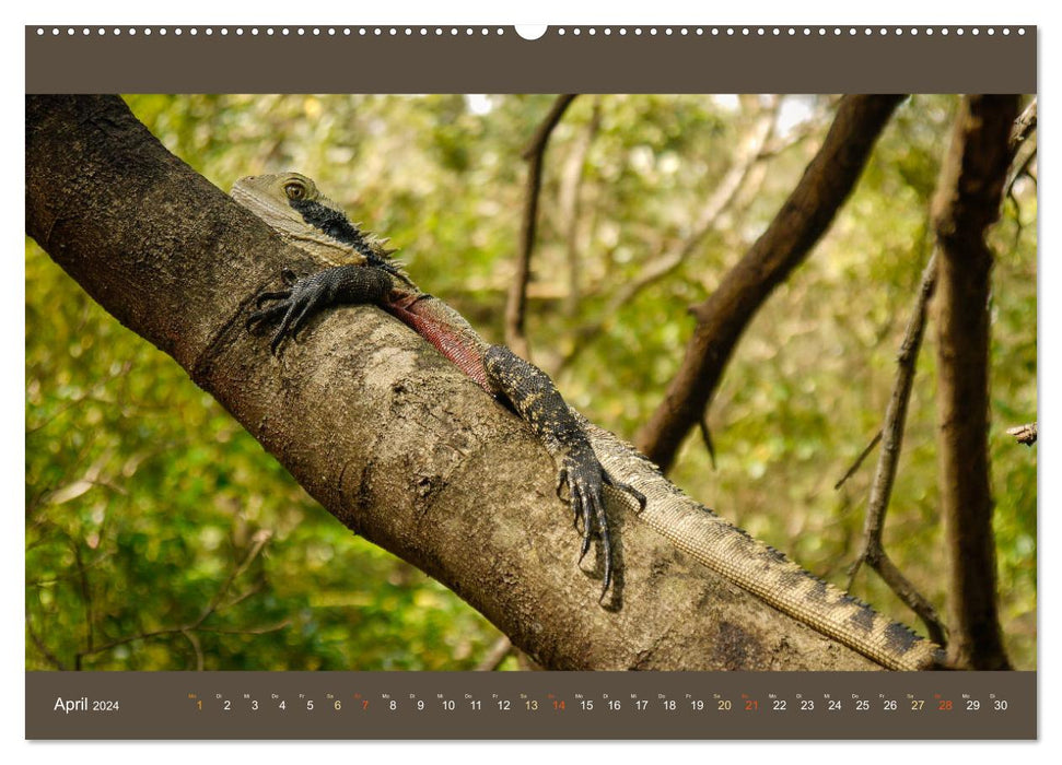 Australiens Tierwelt - Auge in Auge (CALVENDO Premium Wandkalender 2024)