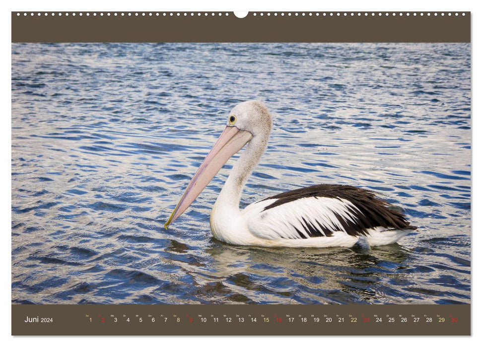 Australiens Tierwelt - Auge in Auge (CALVENDO Premium Wandkalender 2024)