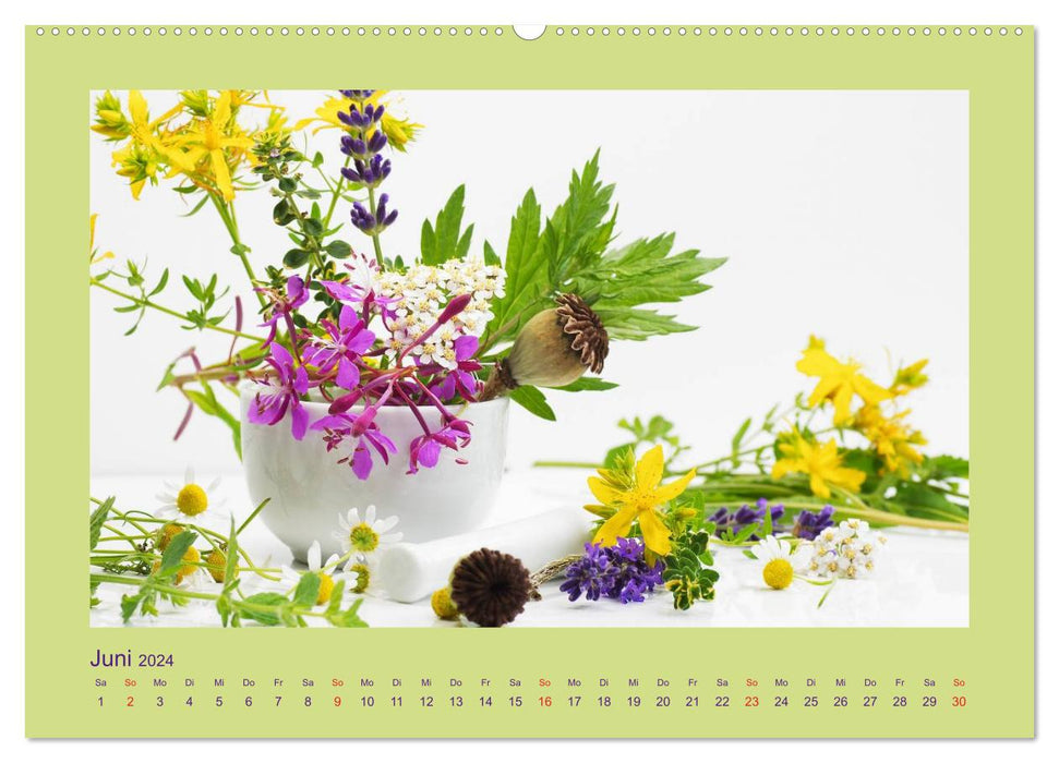 Helfende Kräuter aus dem Garten (CALVENDO Premium Wandkalender 2024)