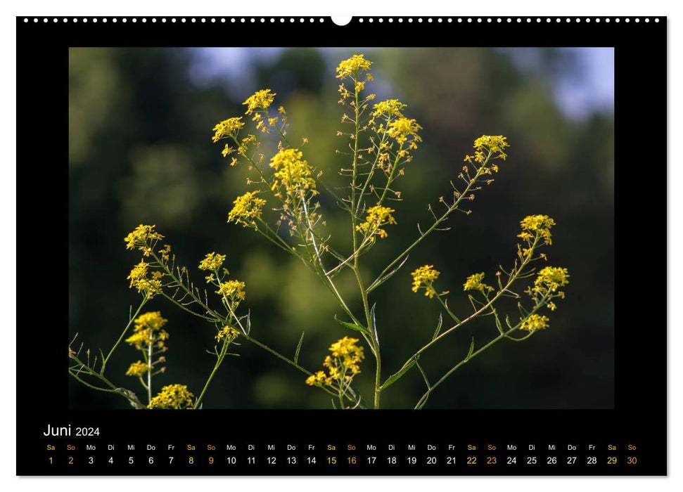 Blumen (CALVENDO Wandkalender 2024)