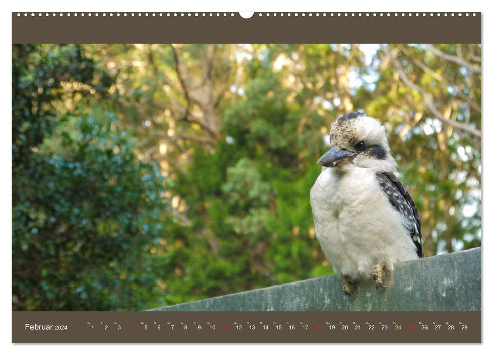 Australiens Tierwelt - Auge in Auge (CALVENDO Wandkalender 2024)