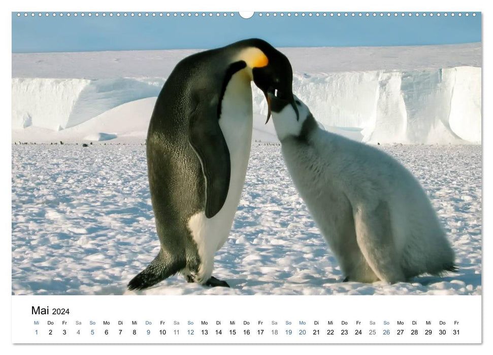 Antarktis (CALVENDO Premium Wandkalender 2024)
