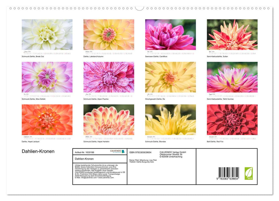 Dahlien-Kronen (CALVENDO Premium Wandkalender 2024)