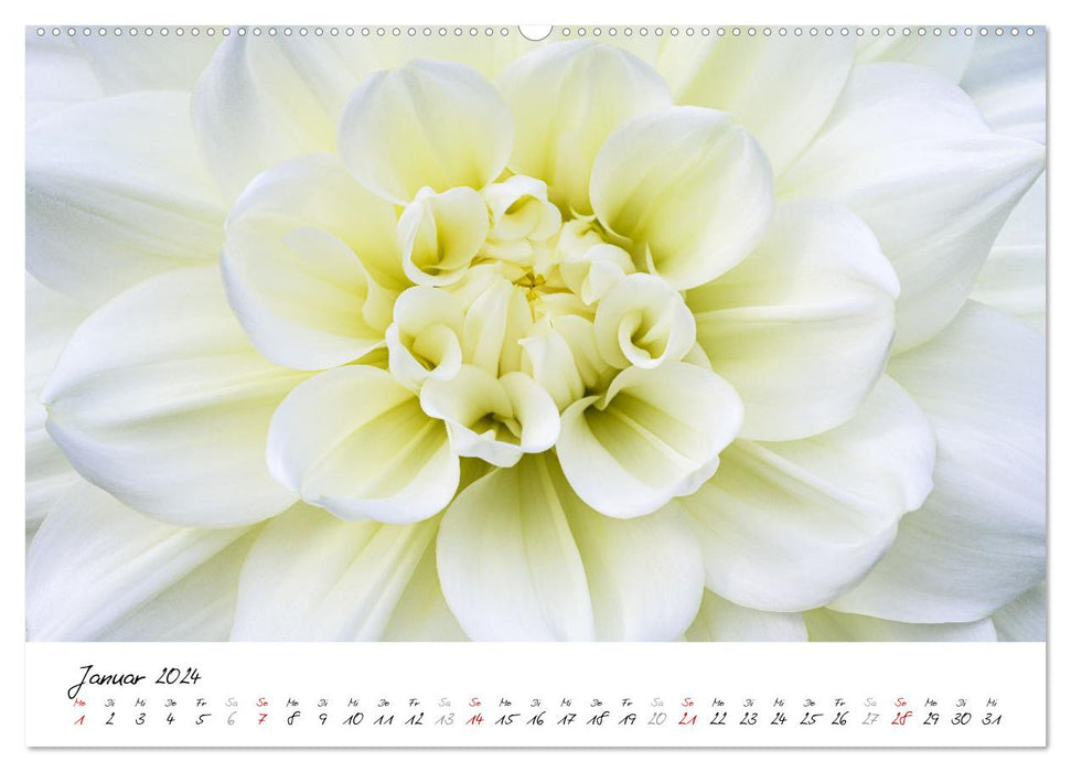 Dahlien-Kronen (CALVENDO Premium Wandkalender 2024)