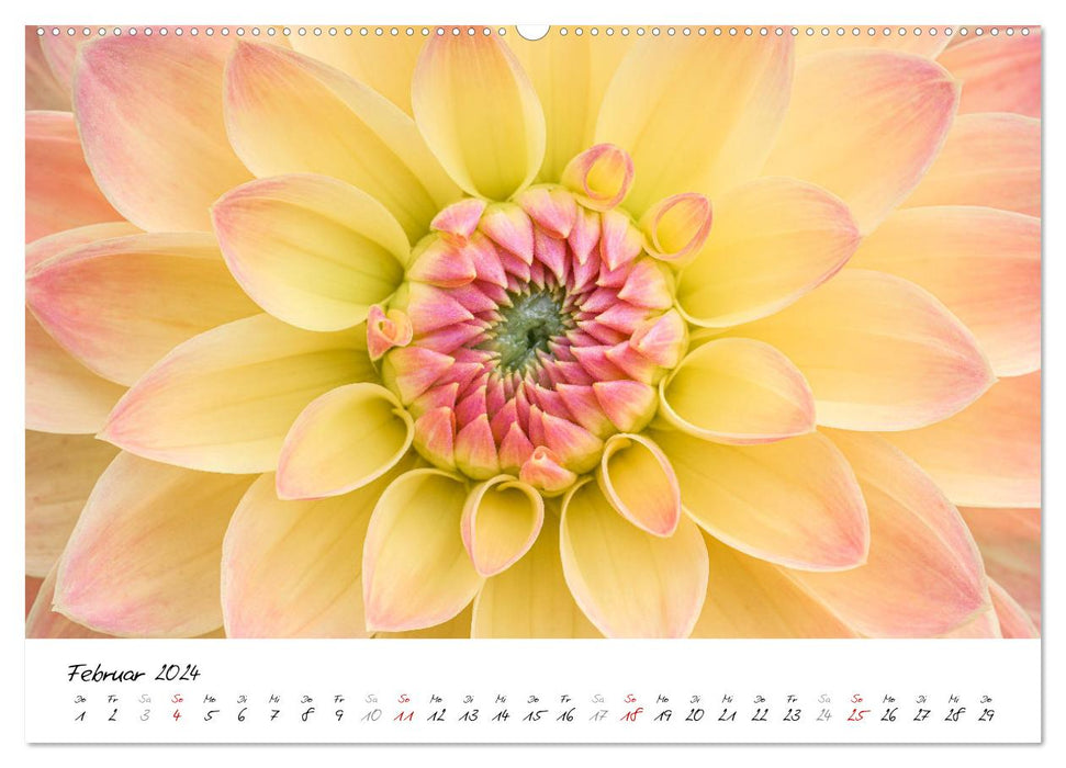 Dahlien-Kronen (CALVENDO Premium Wandkalender 2024)