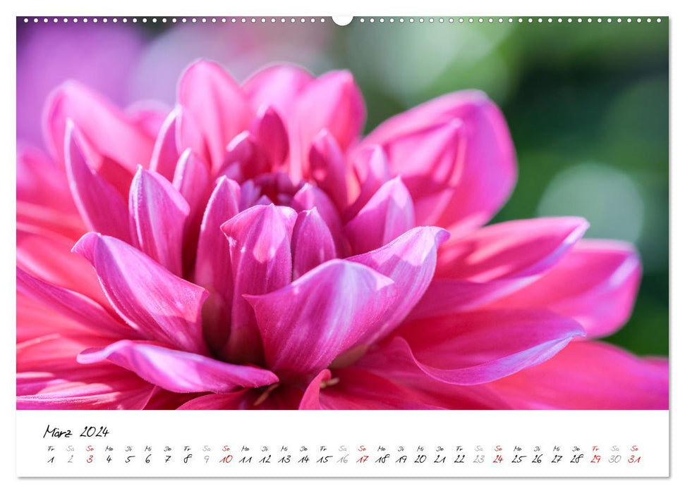 Dahlien-Kronen (CALVENDO Premium Wandkalender 2024)