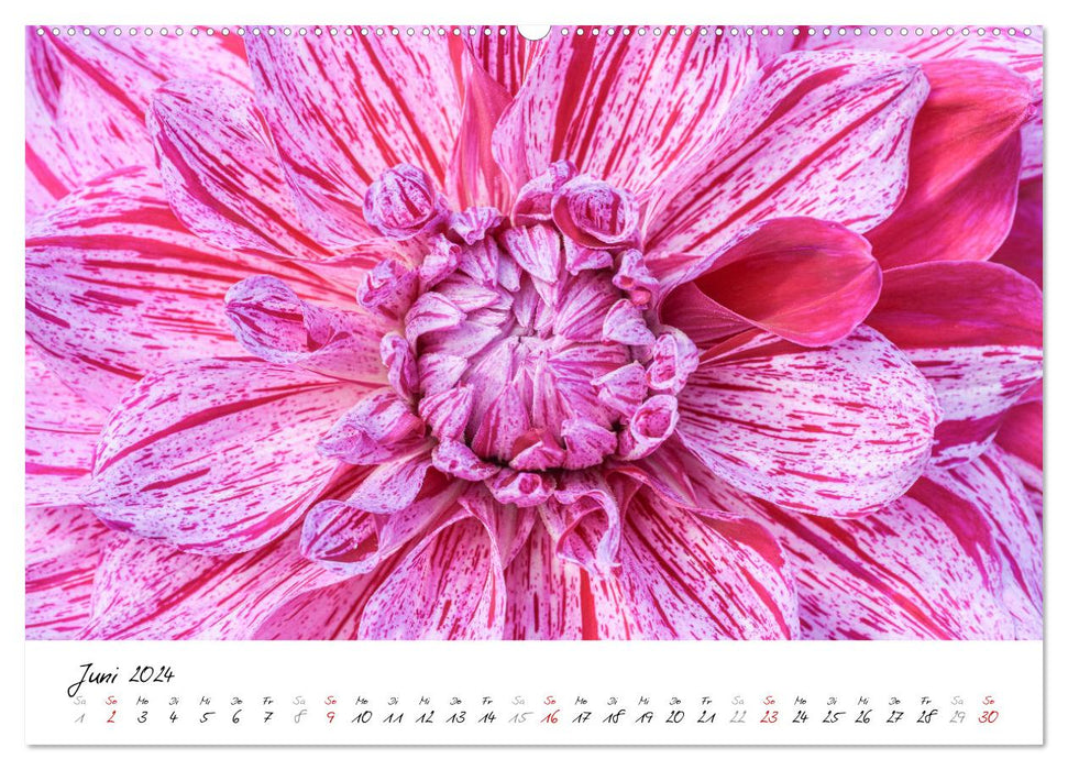 Dahlien-Kronen (CALVENDO Premium Wandkalender 2024)