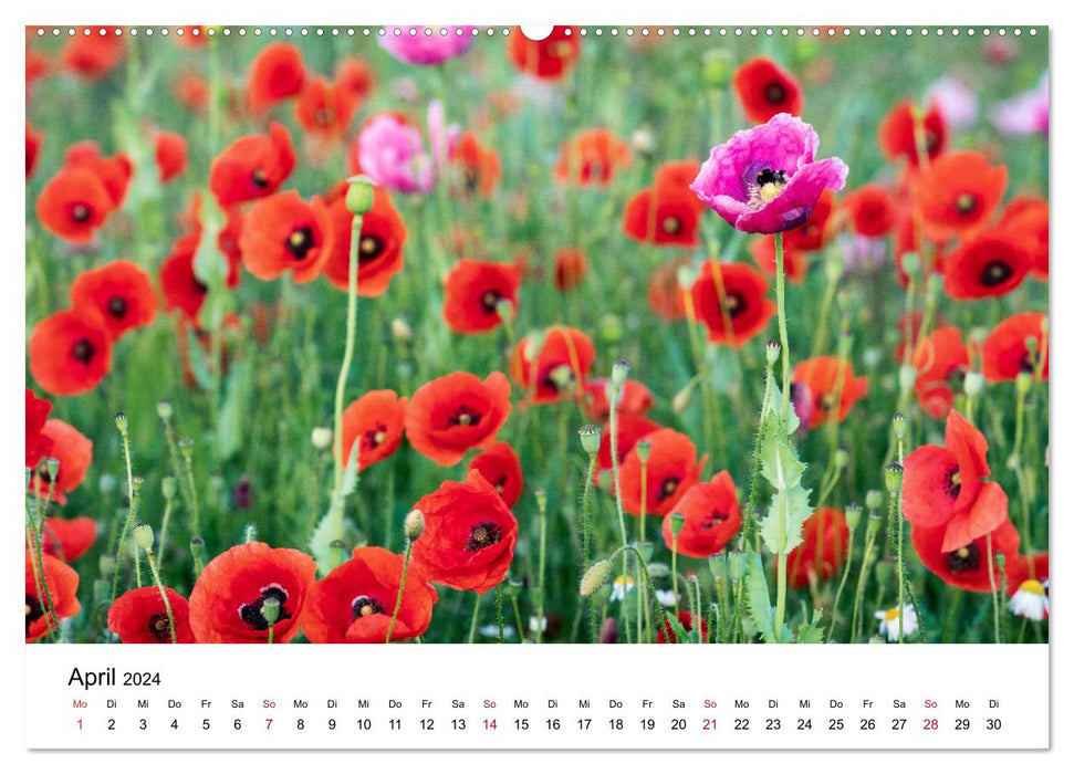 Im Bann der Mohnblüten (CALVENDO Premium Wandkalender 2024)
