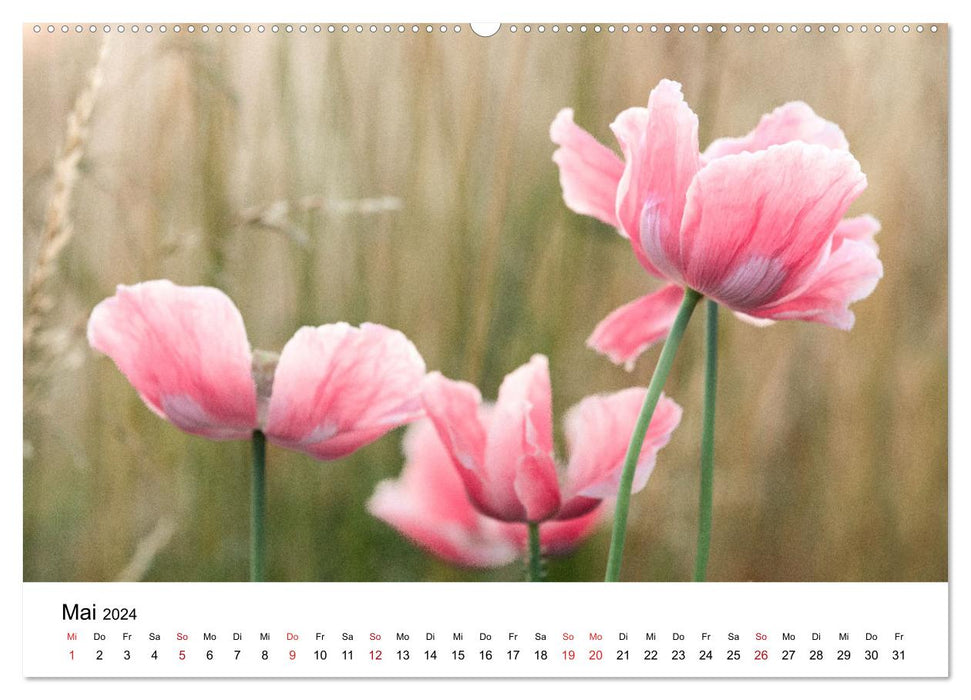 Im Bann der Mohnblüten (CALVENDO Premium Wandkalender 2024)