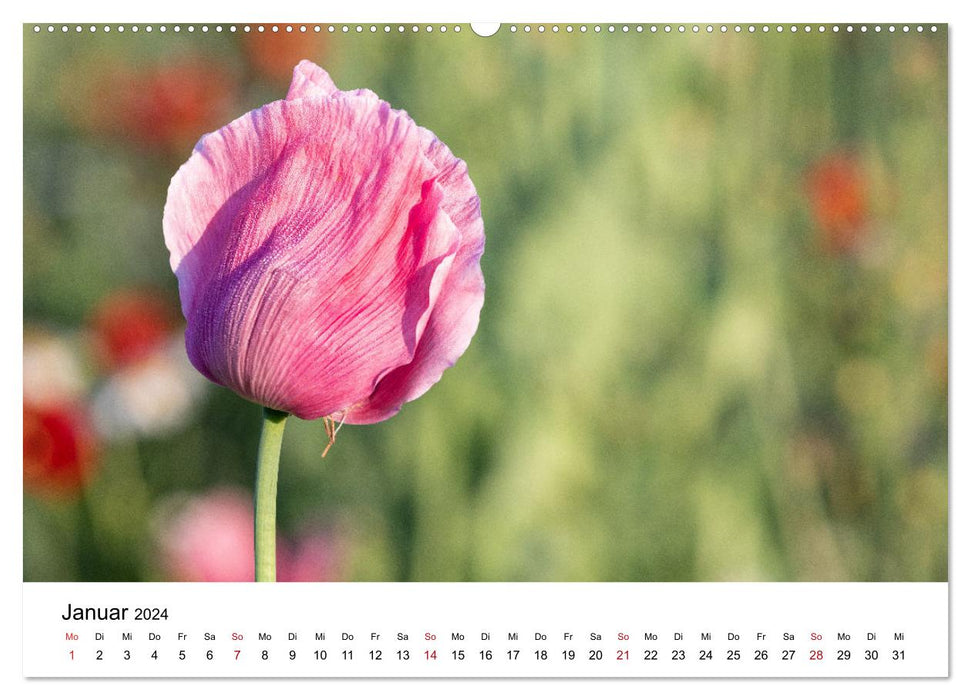 Im Bann der Mohnblüten (CALVENDO Wandkalender 2024)