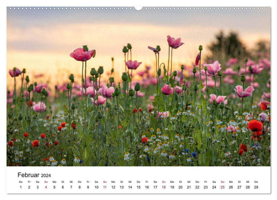 Im Bann der Mohnblüten (CALVENDO Wandkalender 2024)