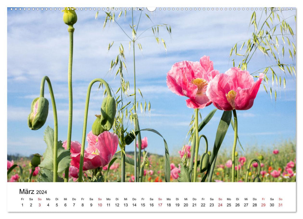 Im Bann der Mohnblüten (CALVENDO Wandkalender 2024)