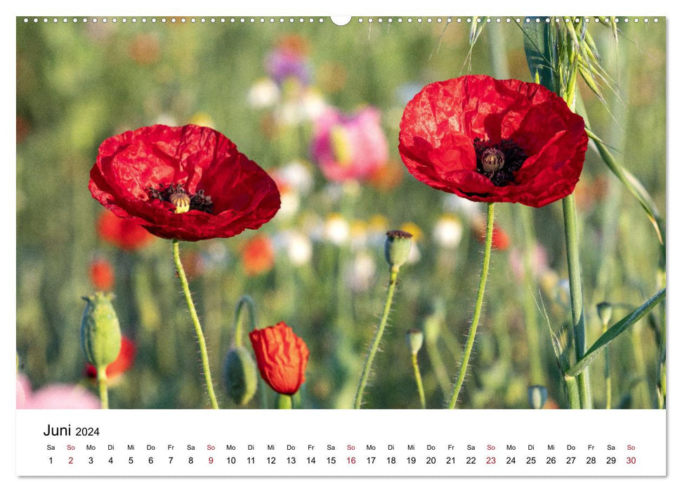 Im Bann der Mohnblüten (CALVENDO Wandkalender 2024)