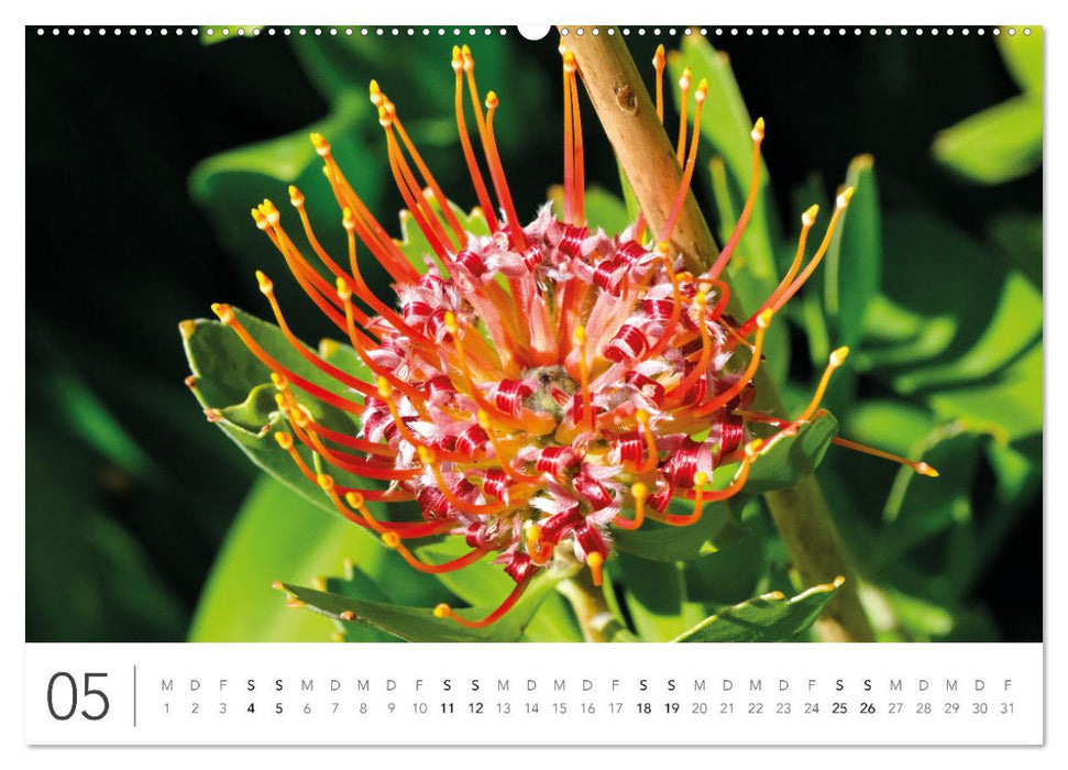 Südafrika Garden Route (CALVENDO Premium Wandkalender 2024)