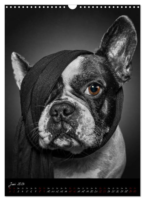 Hunde-Augen-Blicke (CALVENDO Wandkalender 2024)