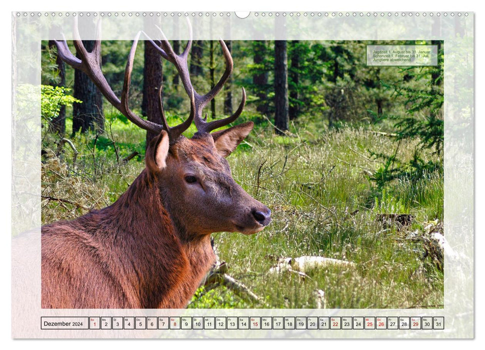 German Hunting Game - Waidmannsheil (CALVENDO Premium Wall Calendar 2024) 