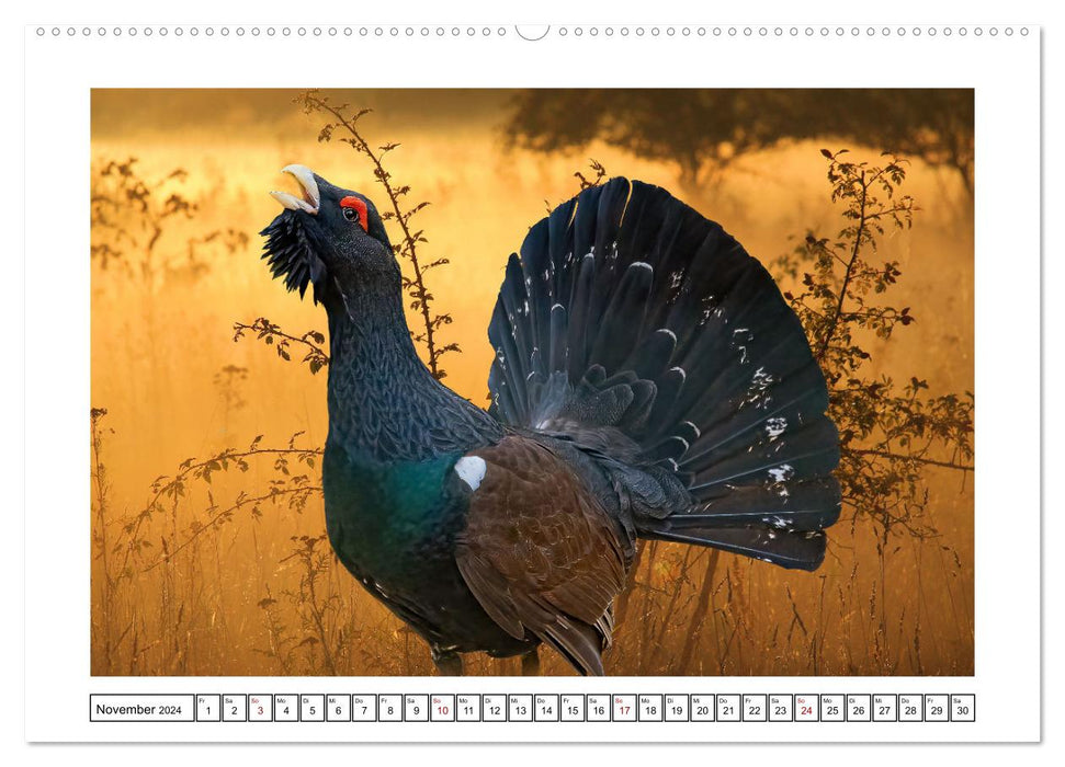 Nature conservation in Germany (CALVENDO wall calendar 2024) 