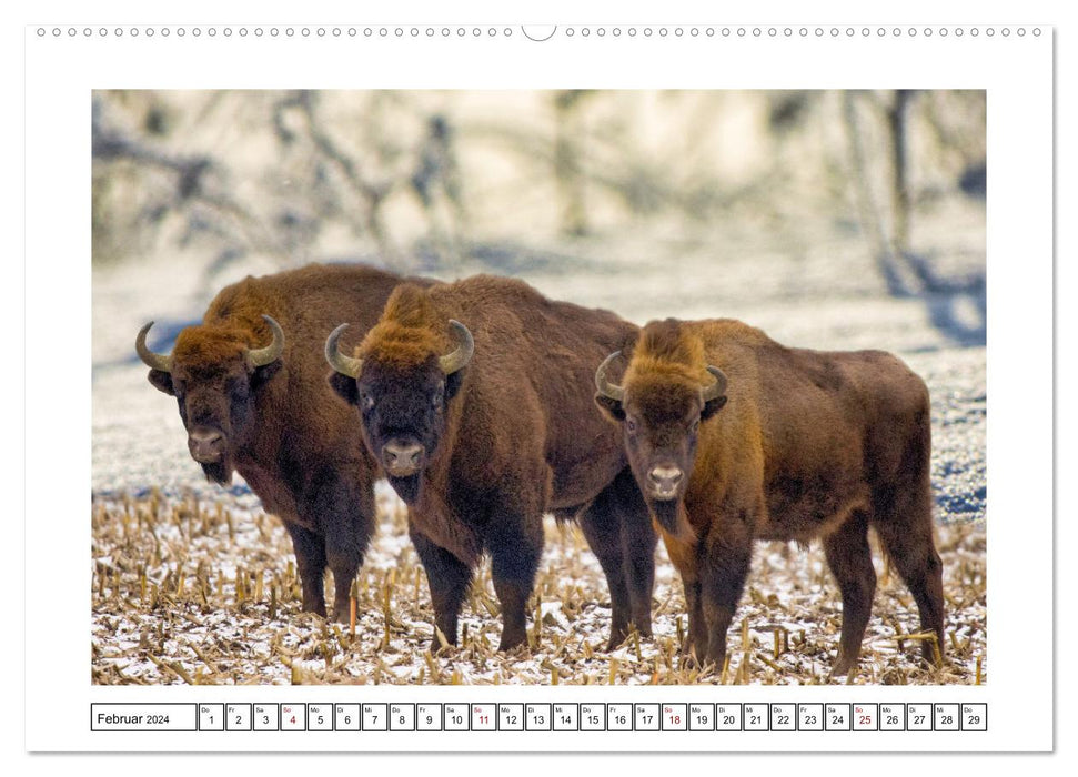 Naturschutz in Deutschland (CALVENDO Wandkalender 2024)