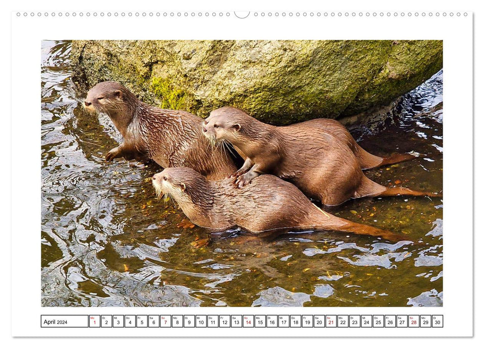 Naturschutz in Deutschland (CALVENDO Wandkalender 2024)