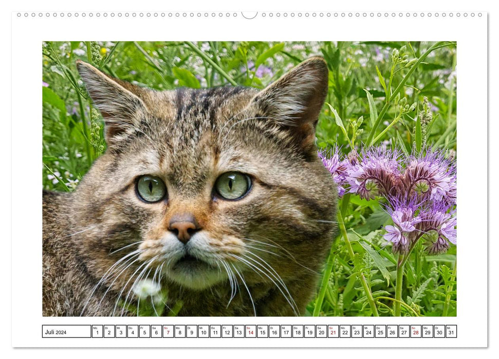 Naturschutz in Deutschland (CALVENDO Premium Wandkalender 2024)