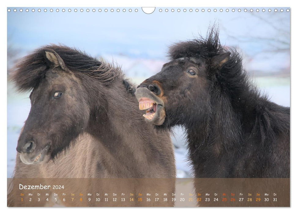 Verspielte Islandpferde Kopf an Kopf (CALVENDO Wandkalender 2024)