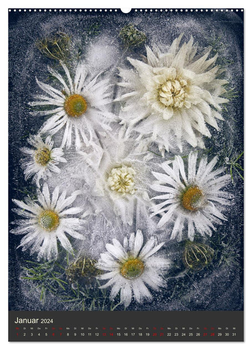 Magical ice flowers (CALVENDO Premium wall calendar 2024) 