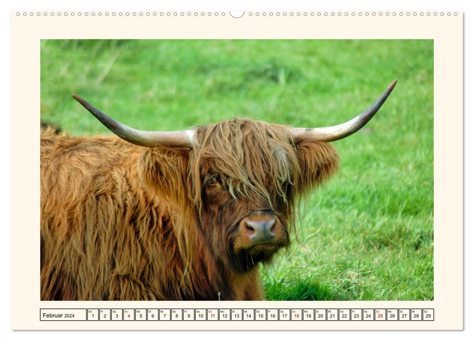 Happy cattle on lush pastures (CALVENDO wall calendar 2024) 