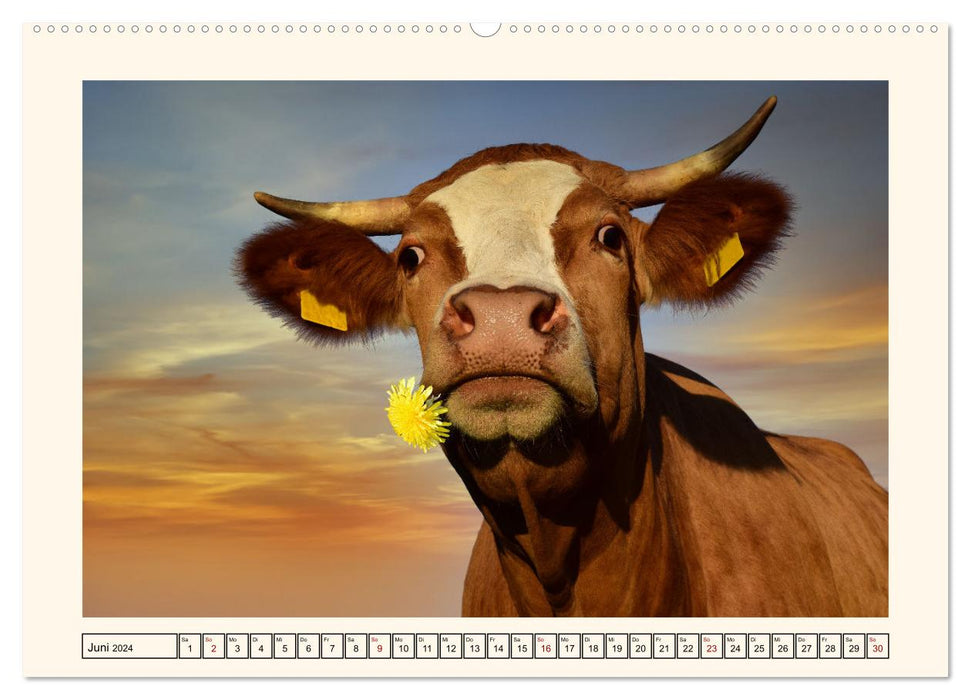 Glückliche Rinder auf saftigen Weiden (CALVENDO Wandkalender 2024)