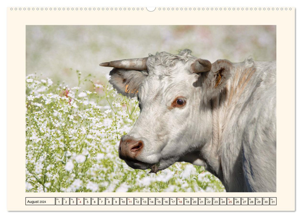 Happy cattle on lush pastures (CALVENDO wall calendar 2024) 