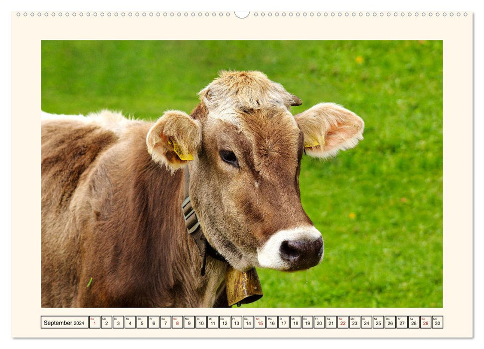 Glückliche Rinder auf saftigen Weiden (CALVENDO Wandkalender 2024)