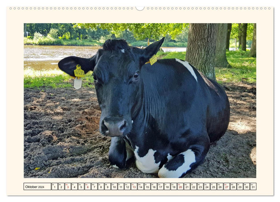 Happy cattle on lush pastures (CALVENDO Premium Wall Calendar 2024) 