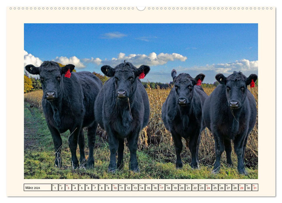 Glückliche Rinder auf saftigen Weiden (CALVENDO Premium Wandkalender 2024)