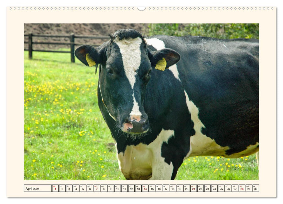 Happy cattle on lush pastures (CALVENDO Premium Wall Calendar 2024) 