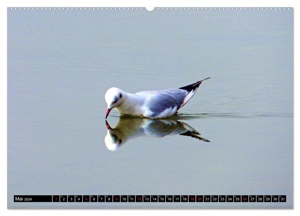 Winter am Bodensee – Magische Lichtblicke (CALVENDO Wandkalender 2024)