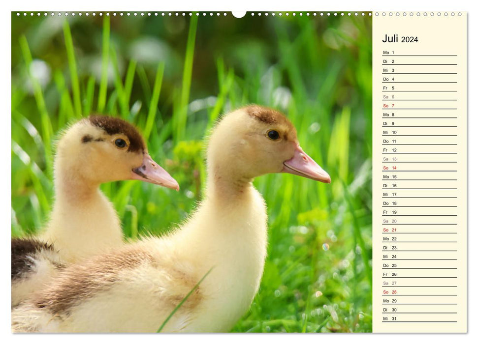 Adorable ducklings (CALVENDO wall calendar 2024) 