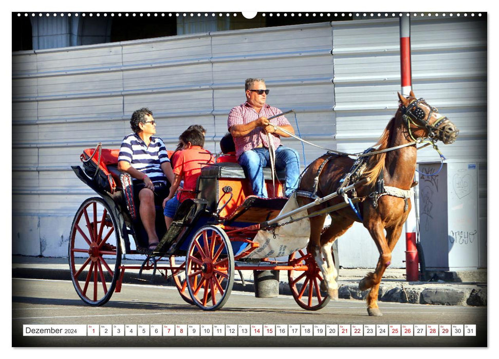 With 1 HP through Havana - horse-drawn cabs in Cuba (CALVENDO wall calendar 2024) 