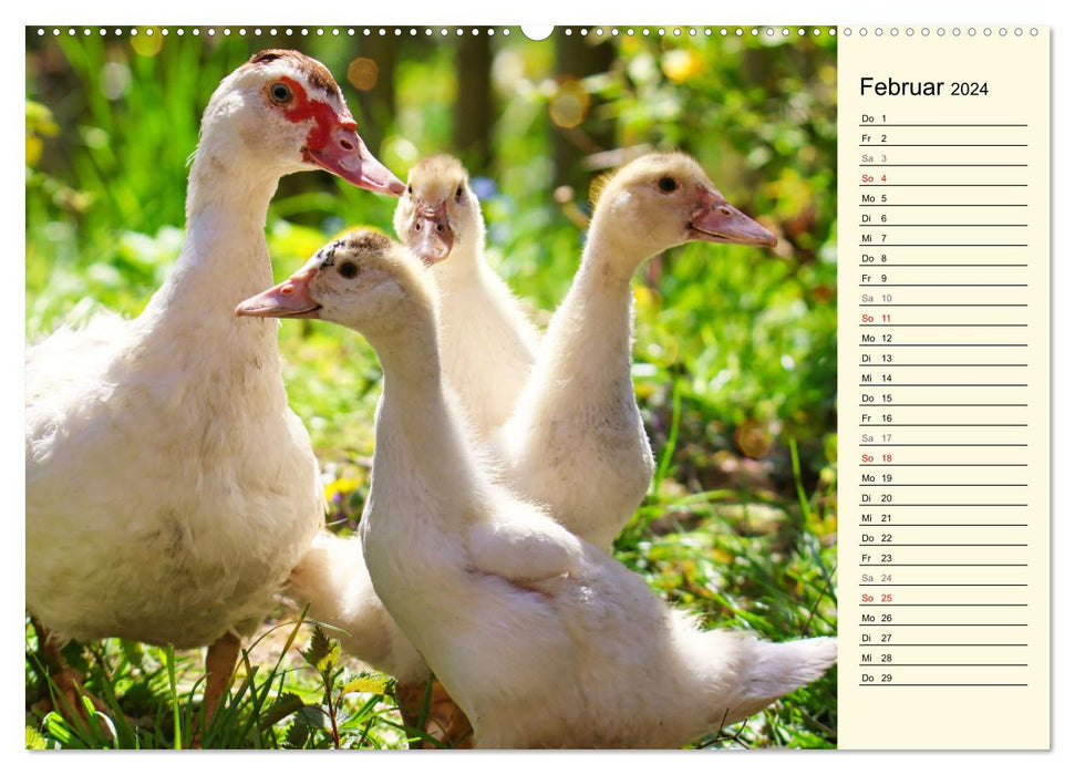 Entzückende Entenküken (CALVENDO Premium Wandkalender 2024)