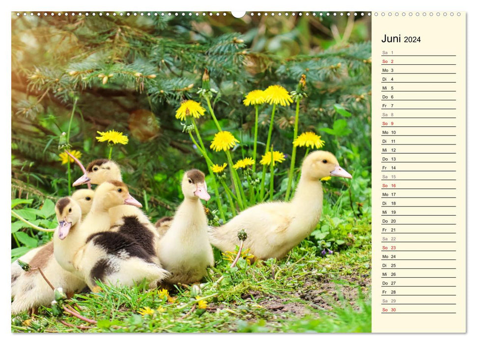 Adorable ducklings (CALVENDO Premium Wall Calendar 2024) 