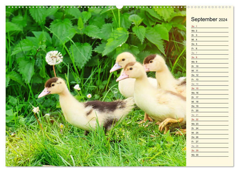 Adorable ducklings (CALVENDO Premium Wall Calendar 2024) 
