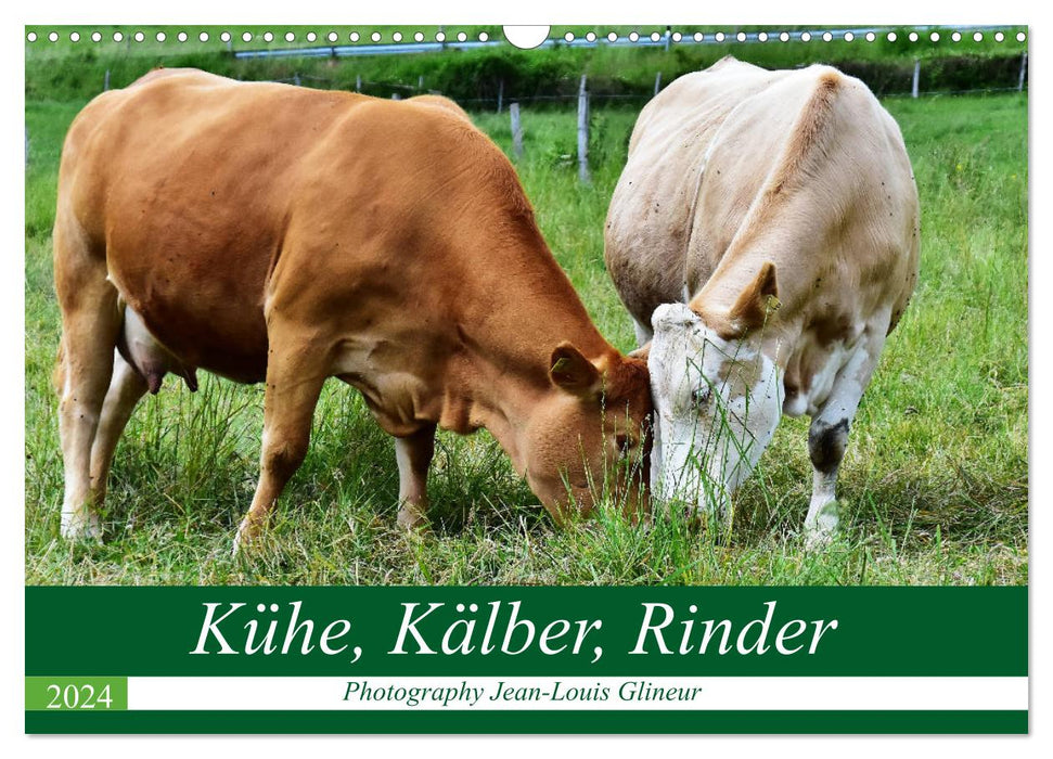 Kühe, Kälber, Rinder (CALVENDO Wandkalender 2024)