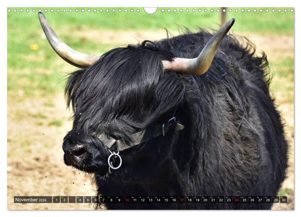 Kühe, Kälber, Rinder (CALVENDO Wandkalender 2024)