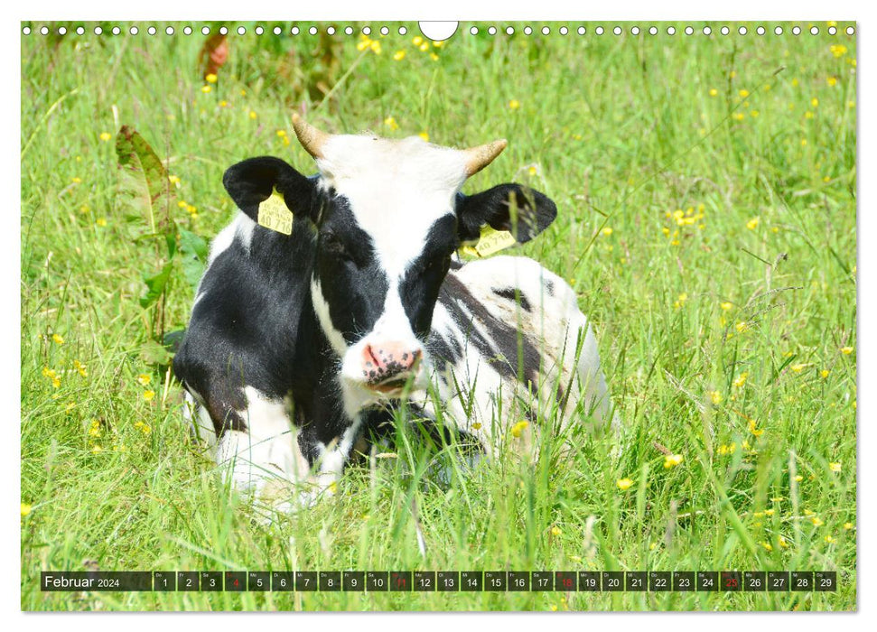 Cows, calves, cattle (CALVENDO wall calendar 2024) 